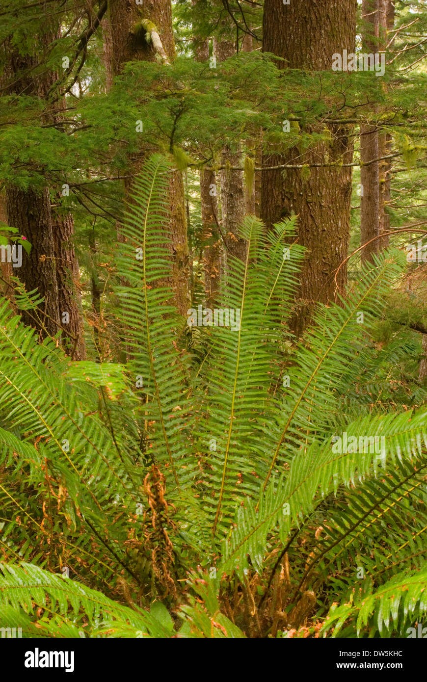 Oregon Sword Ancient forest with sword fern, Cummins Creek Wilderness, Siuslaw ...