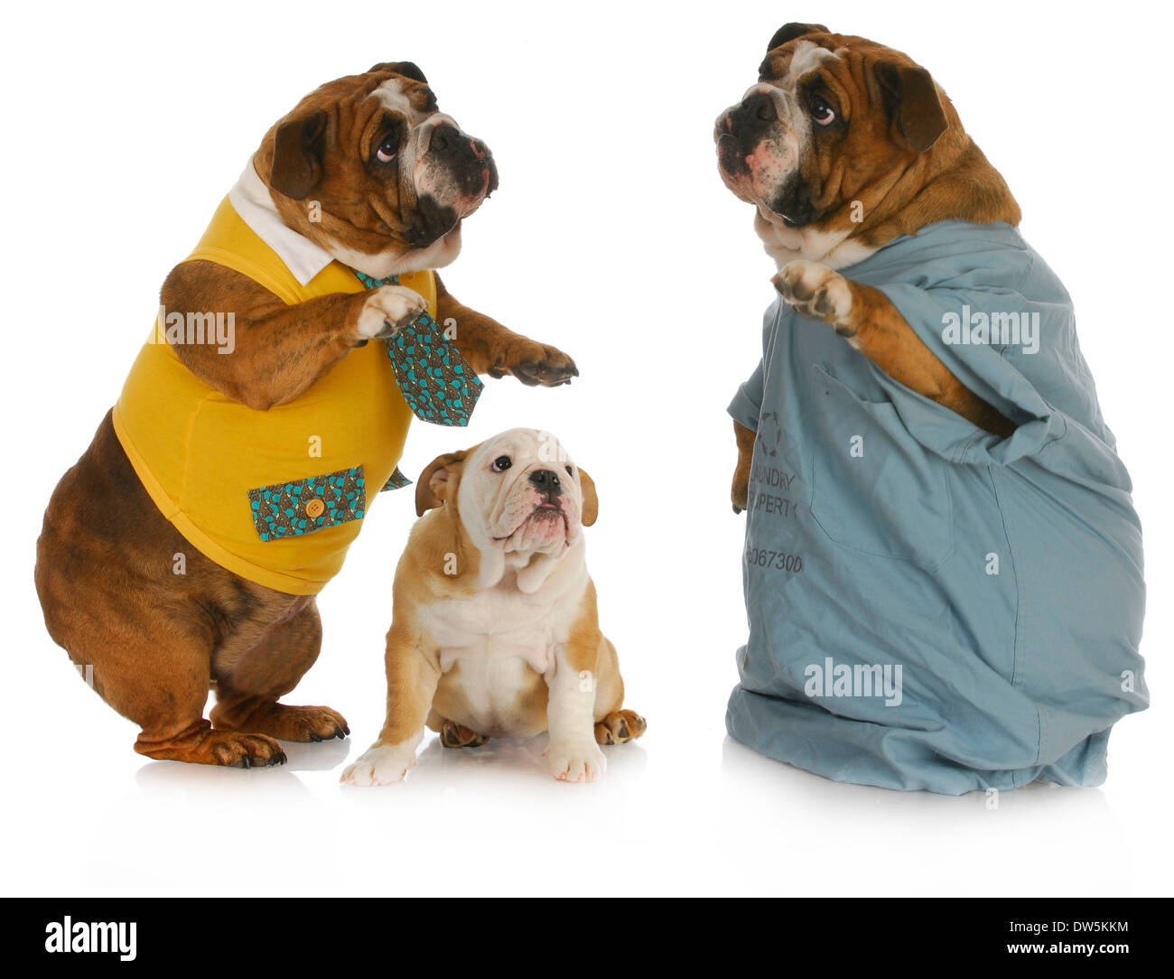 veterinary care - english bulldog parent talking to veterinarian with baby bulldog looking on  Stock Photo