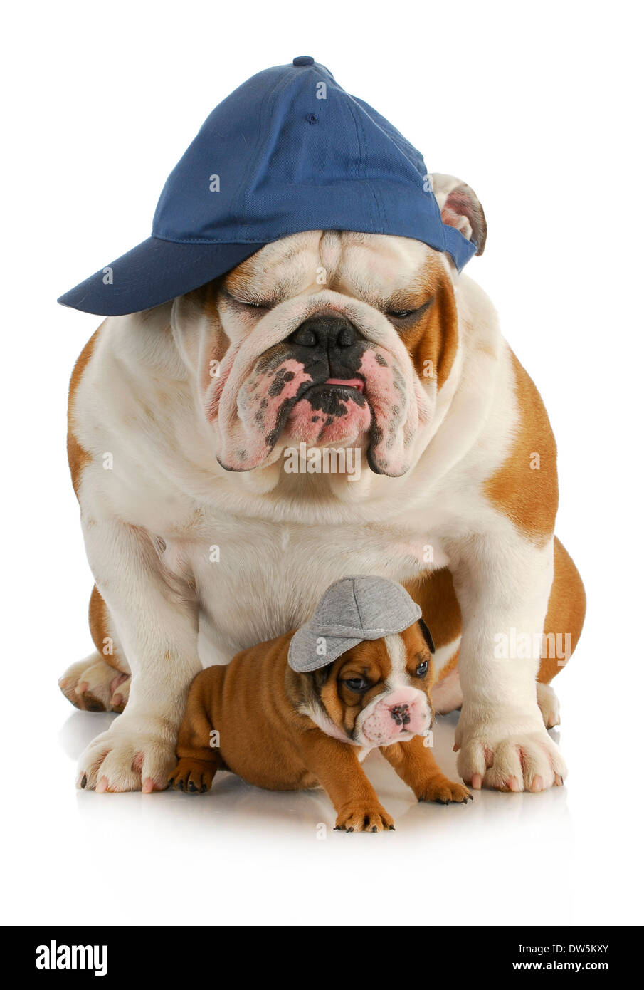 dog father and son - english bulldog father with four week old son wearing hats sitting on white background Stock Photo