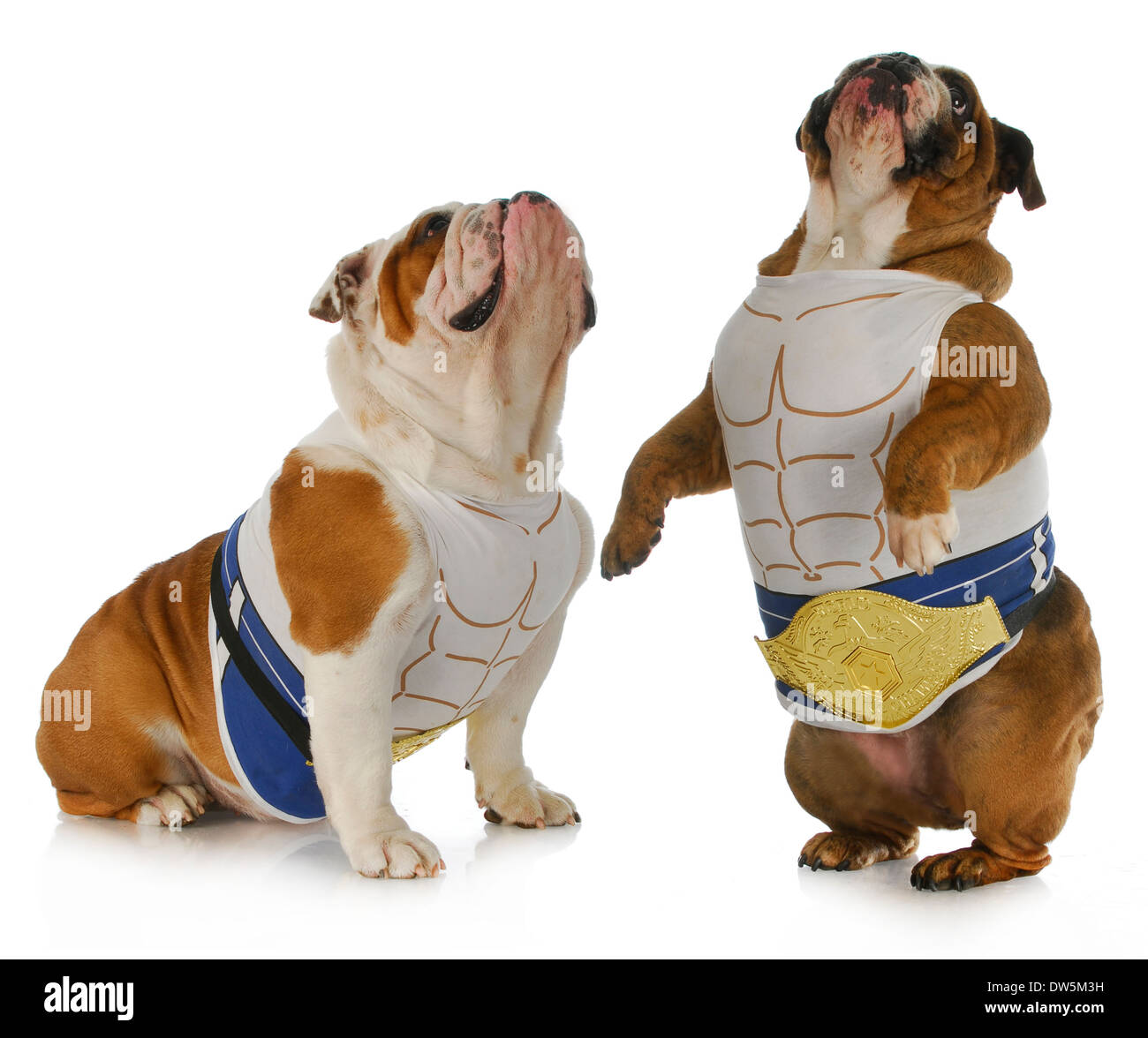 Are English Bulldogs Strong Dogs