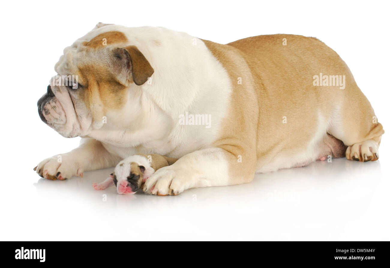 Are Old English Bulldogs Good With Babies