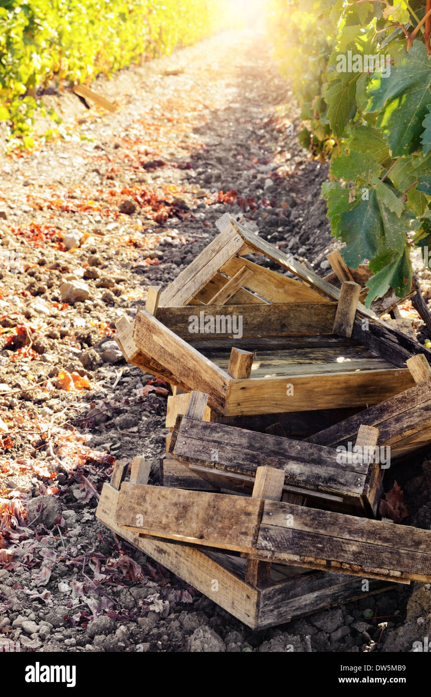 Crates ready for grape harvesting Stock Photo Alamy