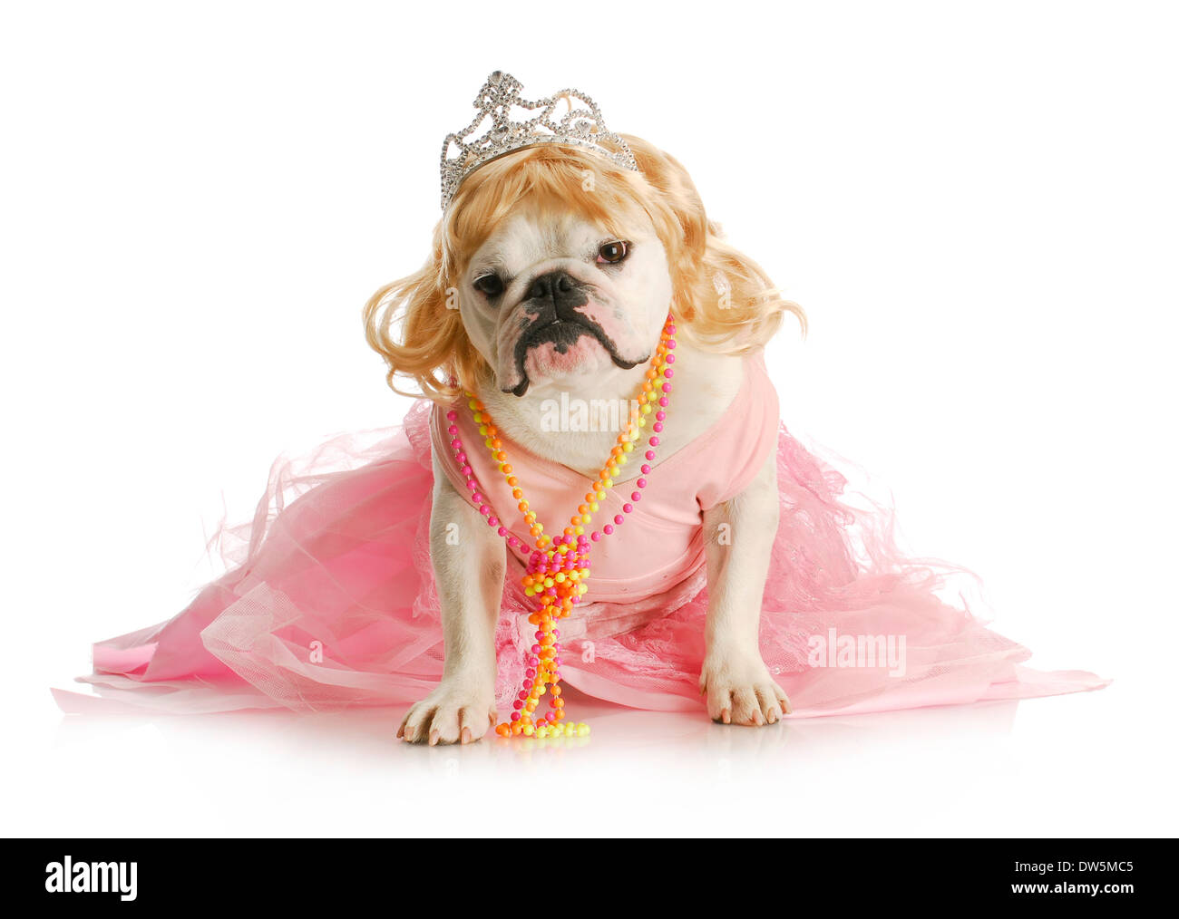 spoiled female dog - english bulldog dressed like a princess on white background Stock Photo