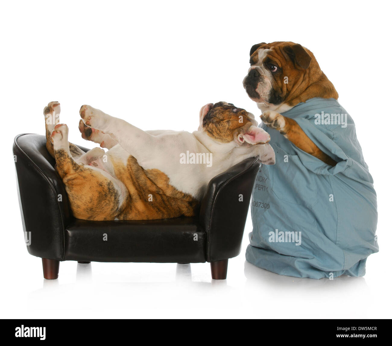 veterinary care - english bulldog doctor tending to sick bulldog laying on leather couch with reflecion on white background Stock Photo