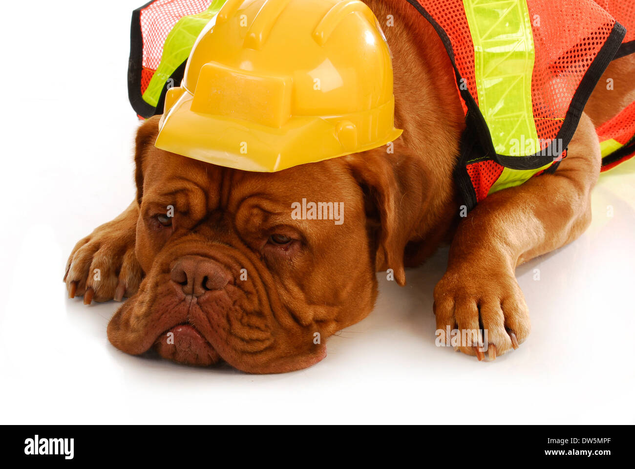 working dog dogue de bordeaux wearing construction worker costume