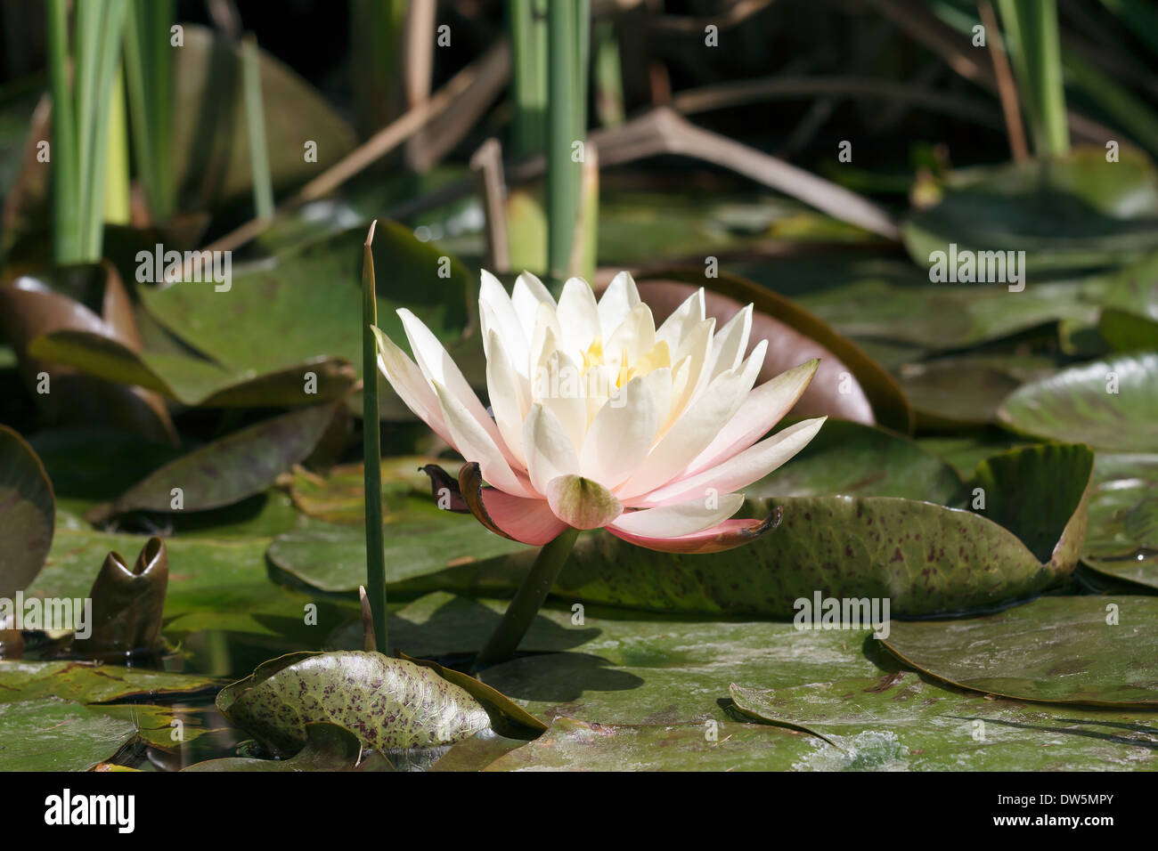 Lily white flower hi-res stock photography and images - Alamy