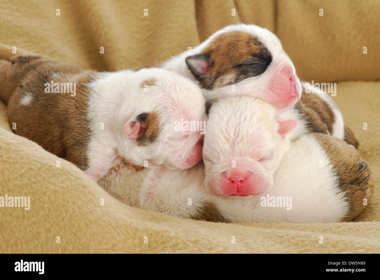 Newborn puppies hires stock photography and images Alamy
