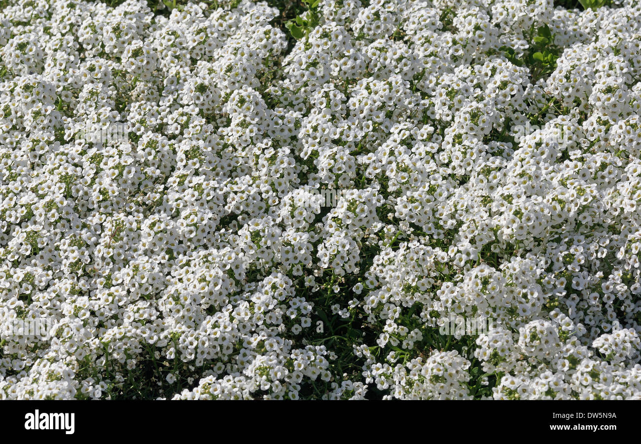 Background of little white flowers Stock Photo