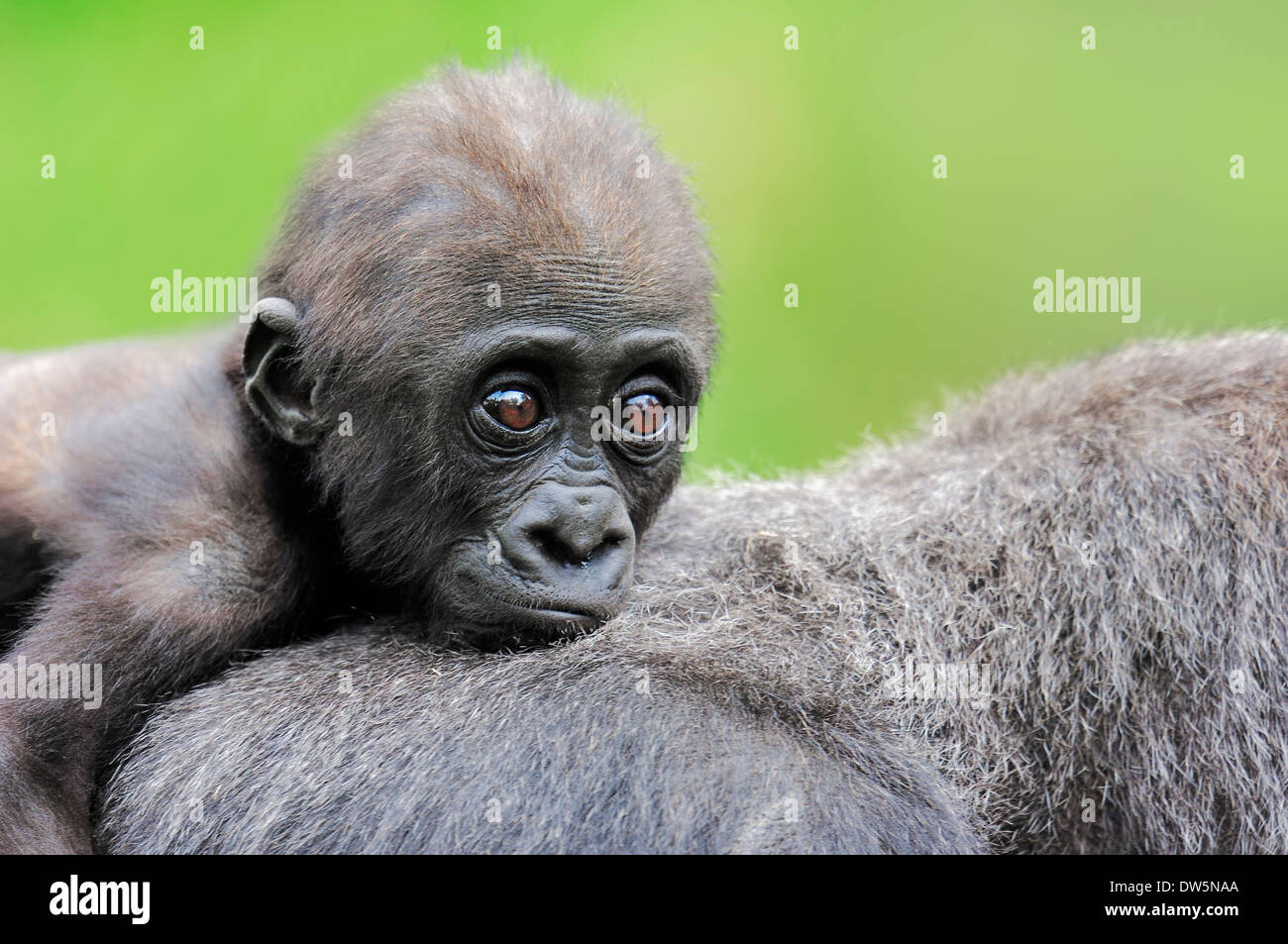Western Lowland Gorilla (Gorilla gorilla gorilla), juvenile Stock Photo