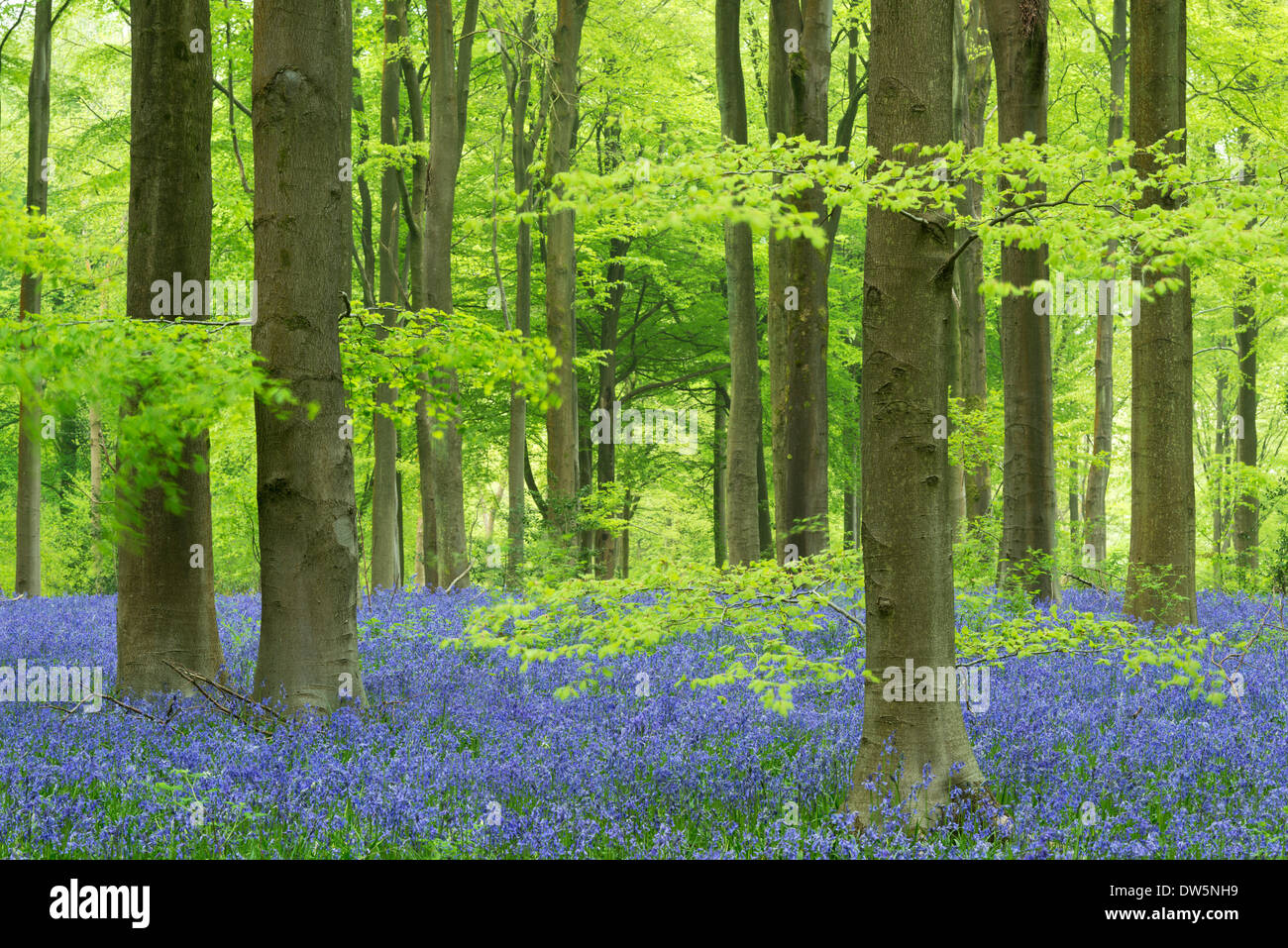Bluebells and beech trees in West Woods, Wiltshire, England. Spring (May) 2013. Stock Photo
