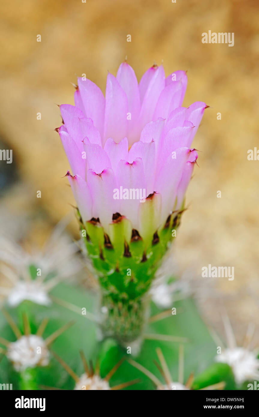 Cactus (Acanthocalycium spiniflorum var. spiniflorum), blossom Stock Photo