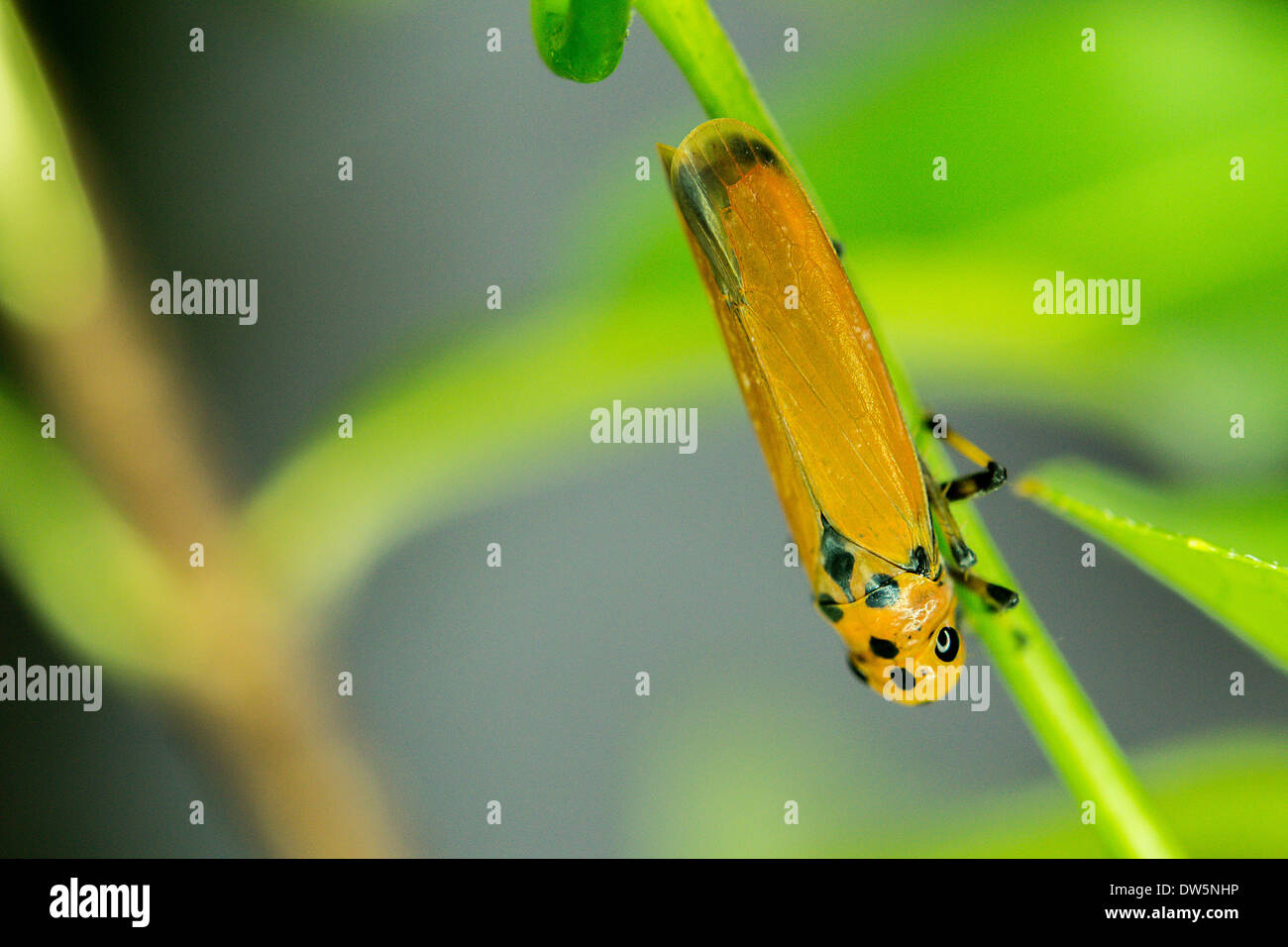 A black dot orange plant bug live in tropical countries. Stock Photo