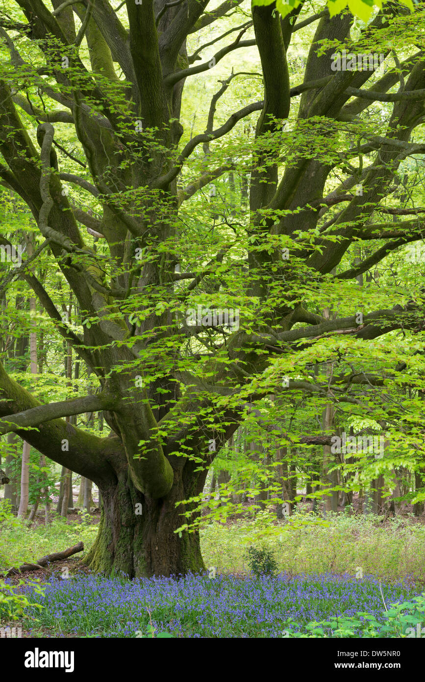 Bluebells growing beneath an ancient pollarded Beech tree in Savernake Forest, Marlborough, Wiltshire, England. Stock Photo