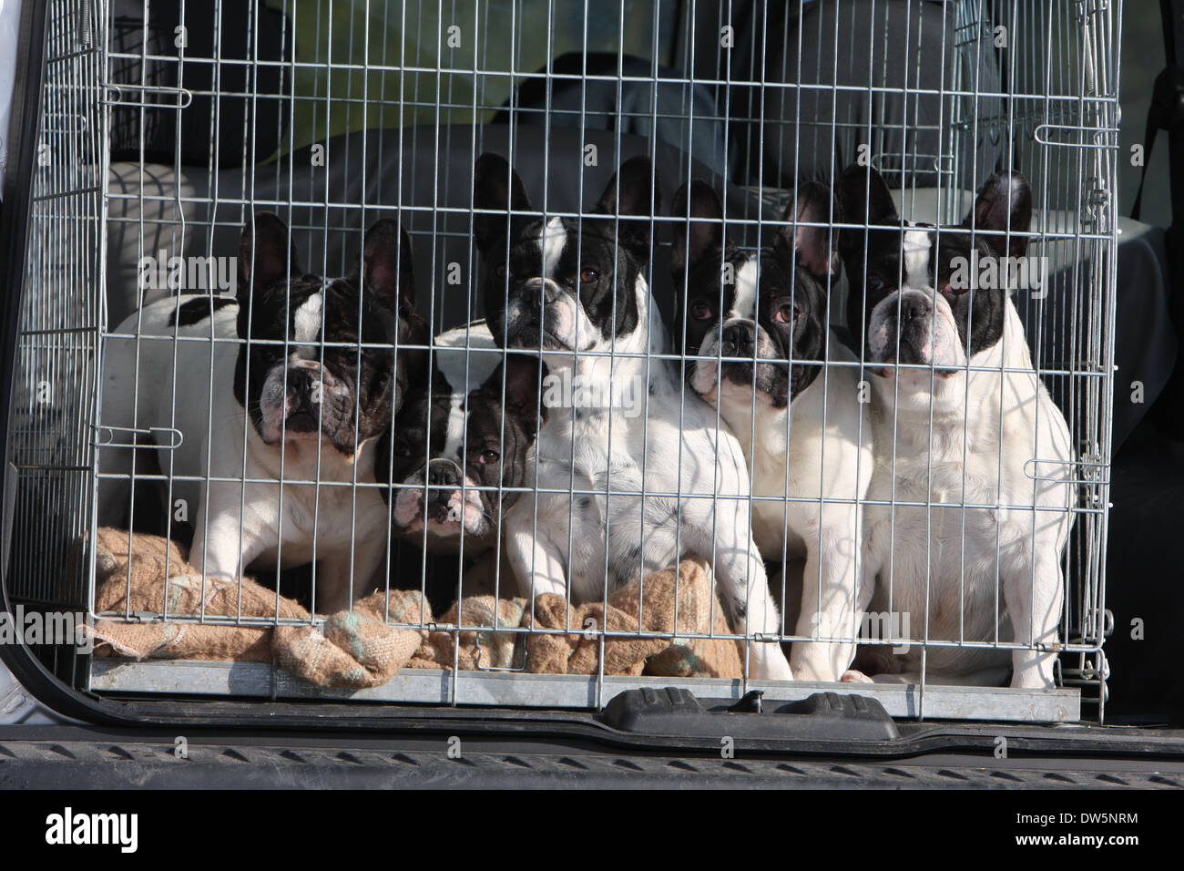 Dog French Bulldog / Bouledogue Français / Five adults traveling in a cage  in the trunk of the car Stock Photo - Alamy