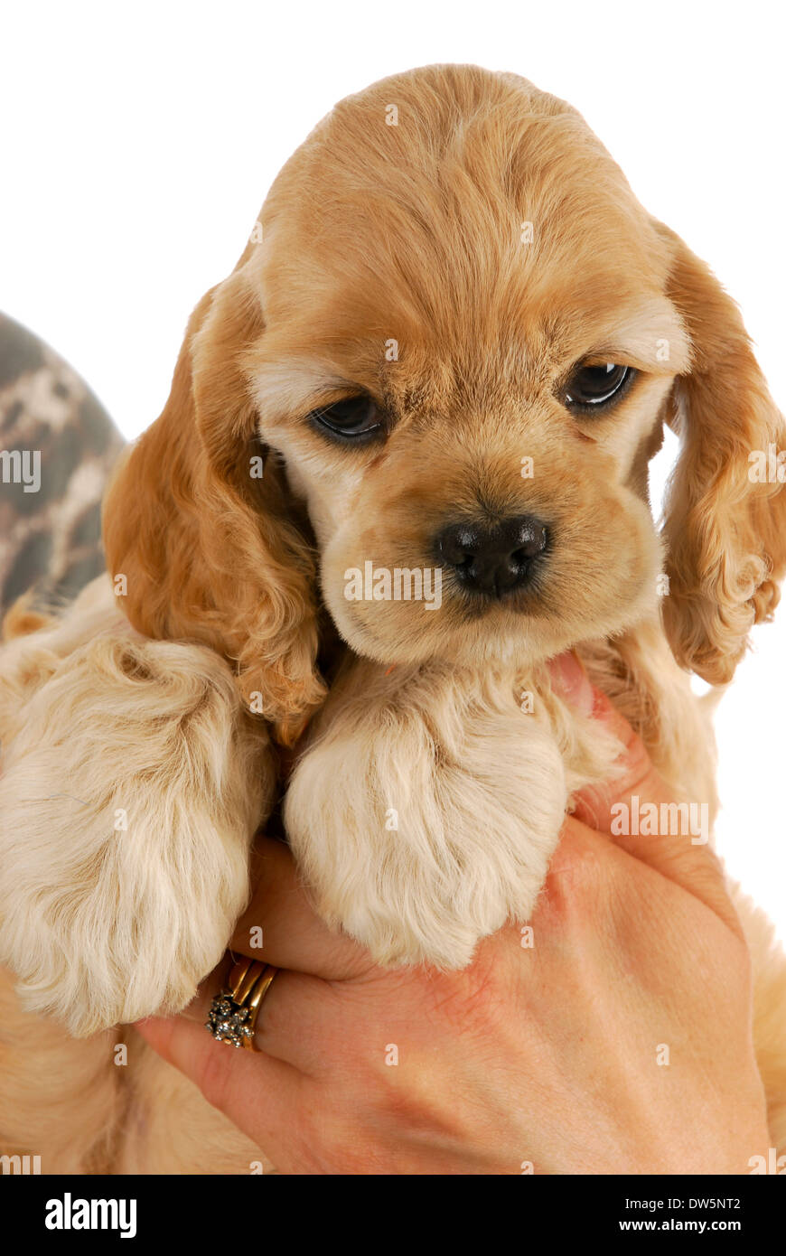 hands holding puppy - 7 weeks old american cocker spaniel puppy Stock Photo  - Alamy