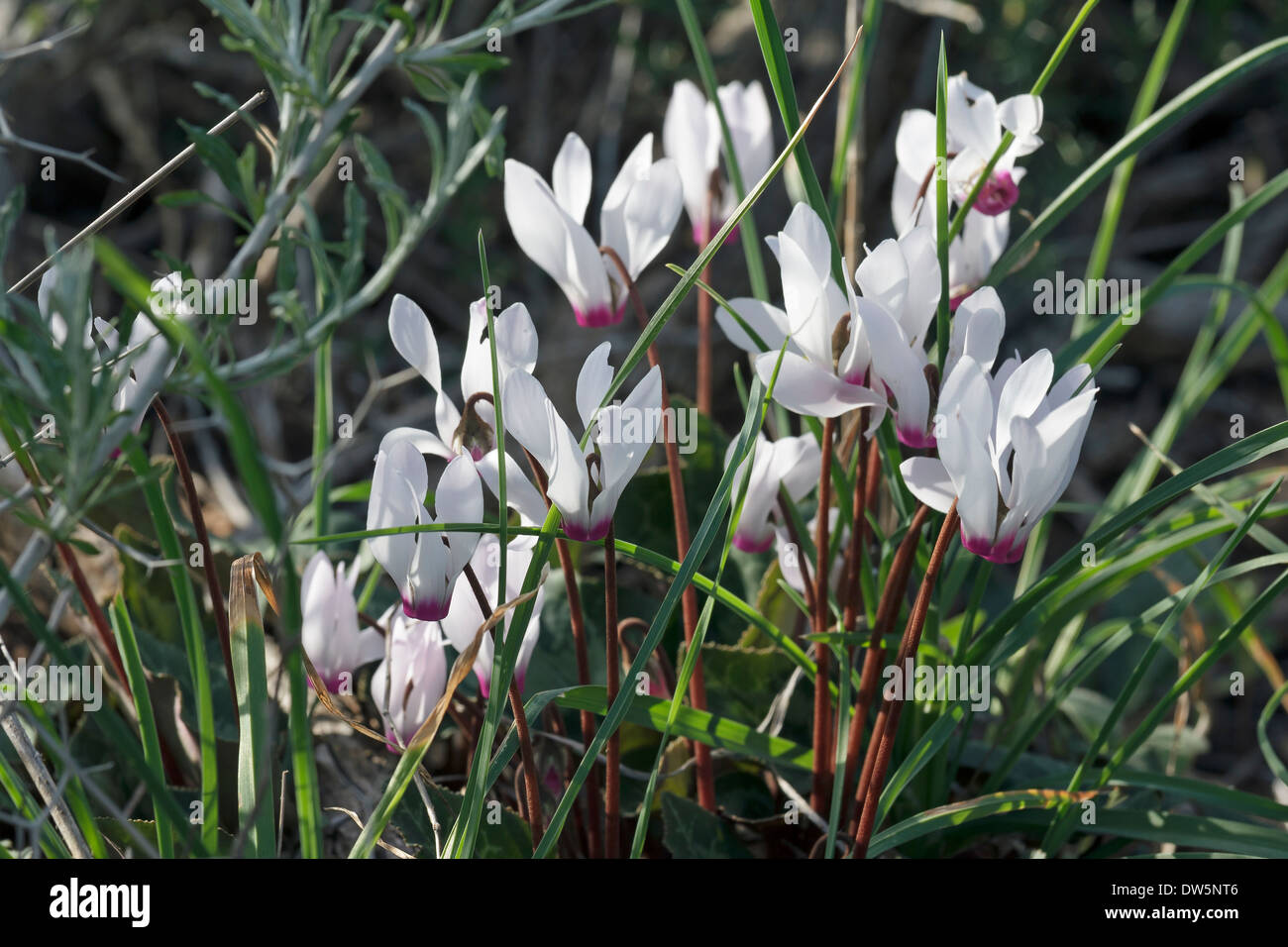 White cyclamen in nature Stock Photo