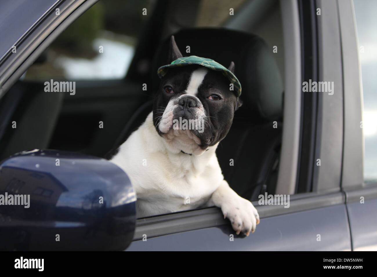 Dog French Bulldog / Bouledogue Français / adult looking out of car window Stock Photo
