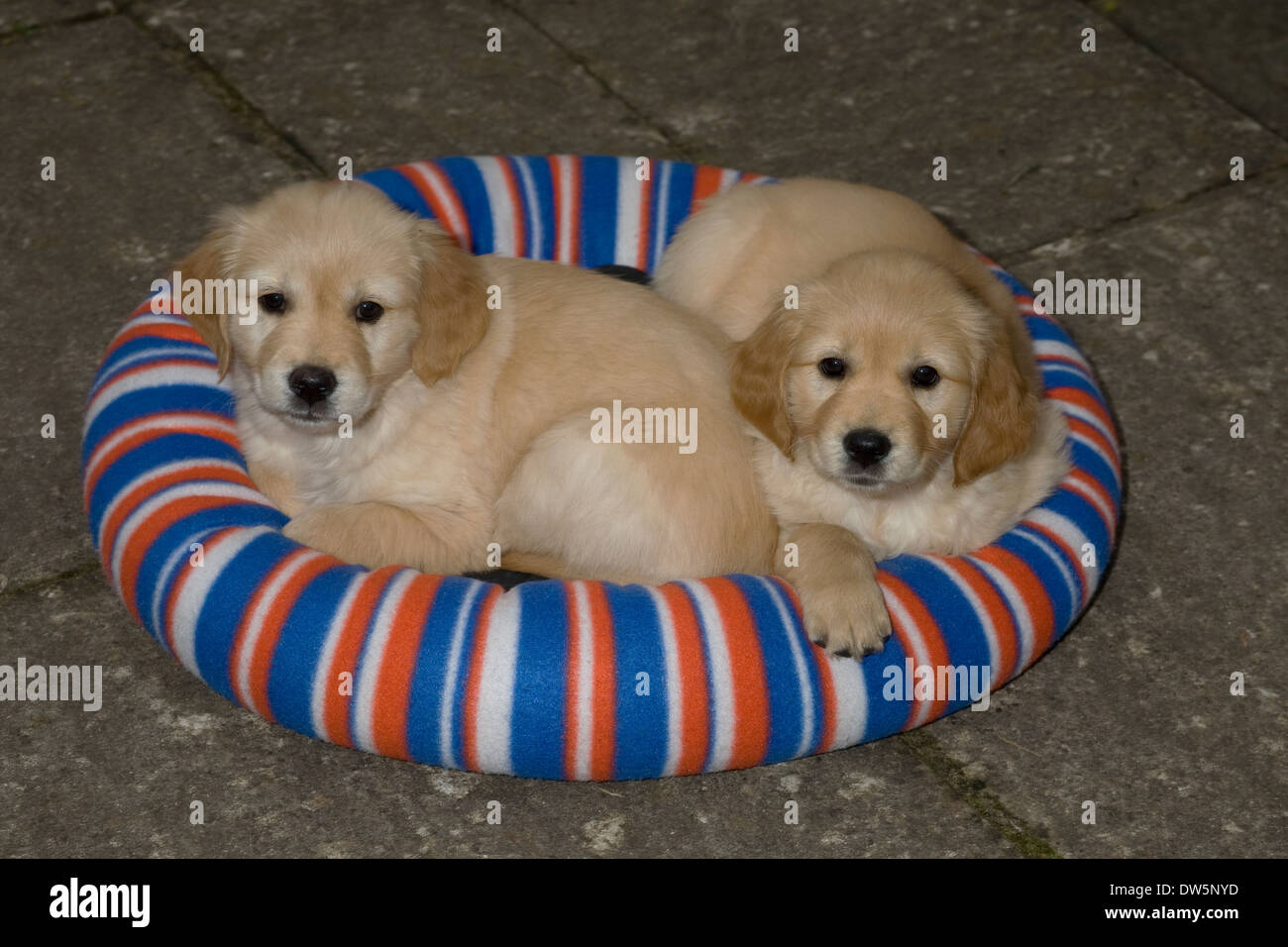 Dougie And His Sister Zoe 8 Week Old Golden Retriever Puppies