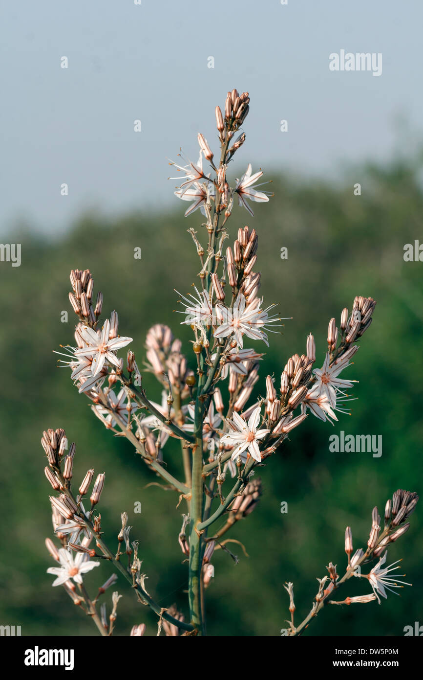 White flower flowers floral hi-res stock photography and images - Alamy