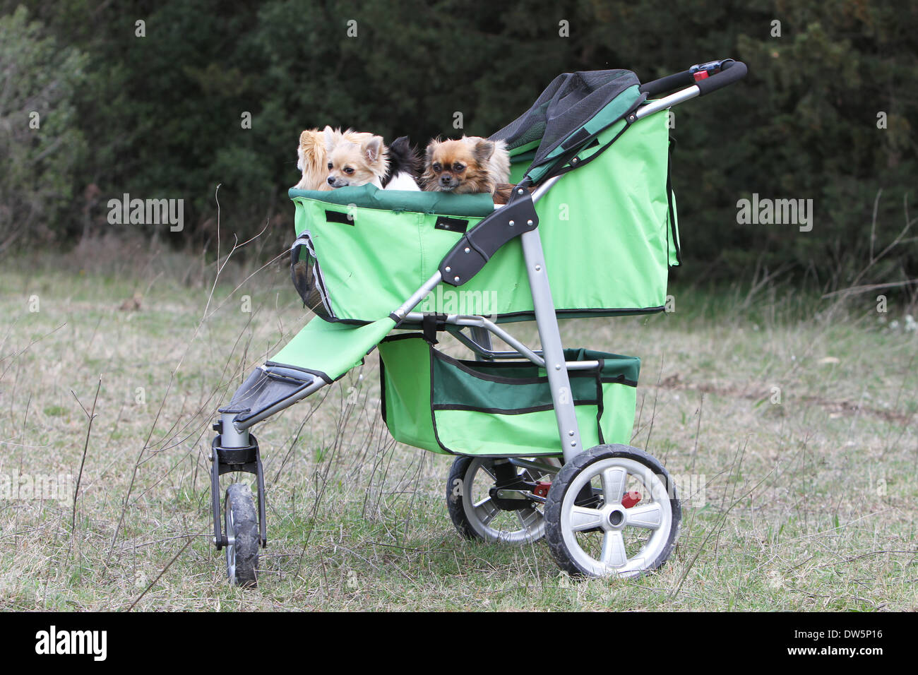 Dog Chihuahua  /   several adults in a stroller for dog Stock Photo