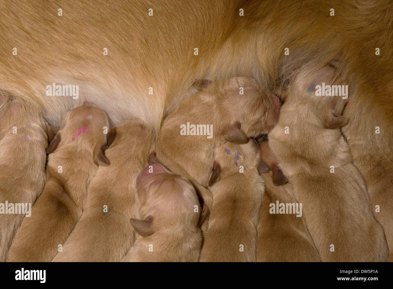 Golden Retriever, puppies, very young, one day old, suckling from mother Stock Photo