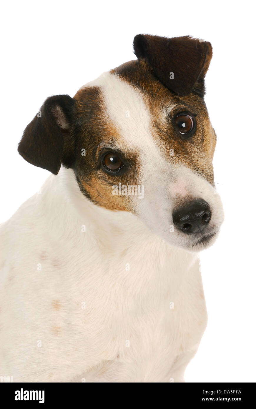 jack russel terrier portrait on white background Stock Photo - Alamy
