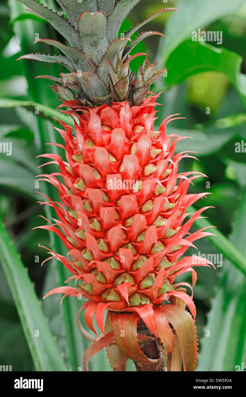 Pineapple (Ananas comosus), fruit Stock Photo
