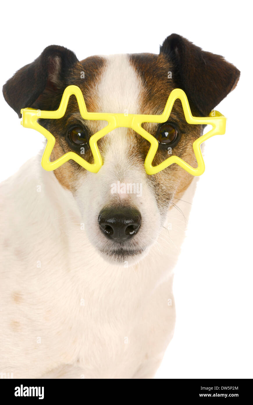 famous dog - jack russel terrier wearing yellow star shaped glasses on white background Stock Photo