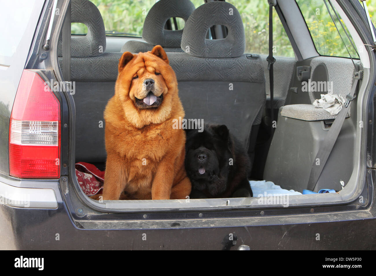 dog chow chow  / adult in the trunk of the car Stock Photo