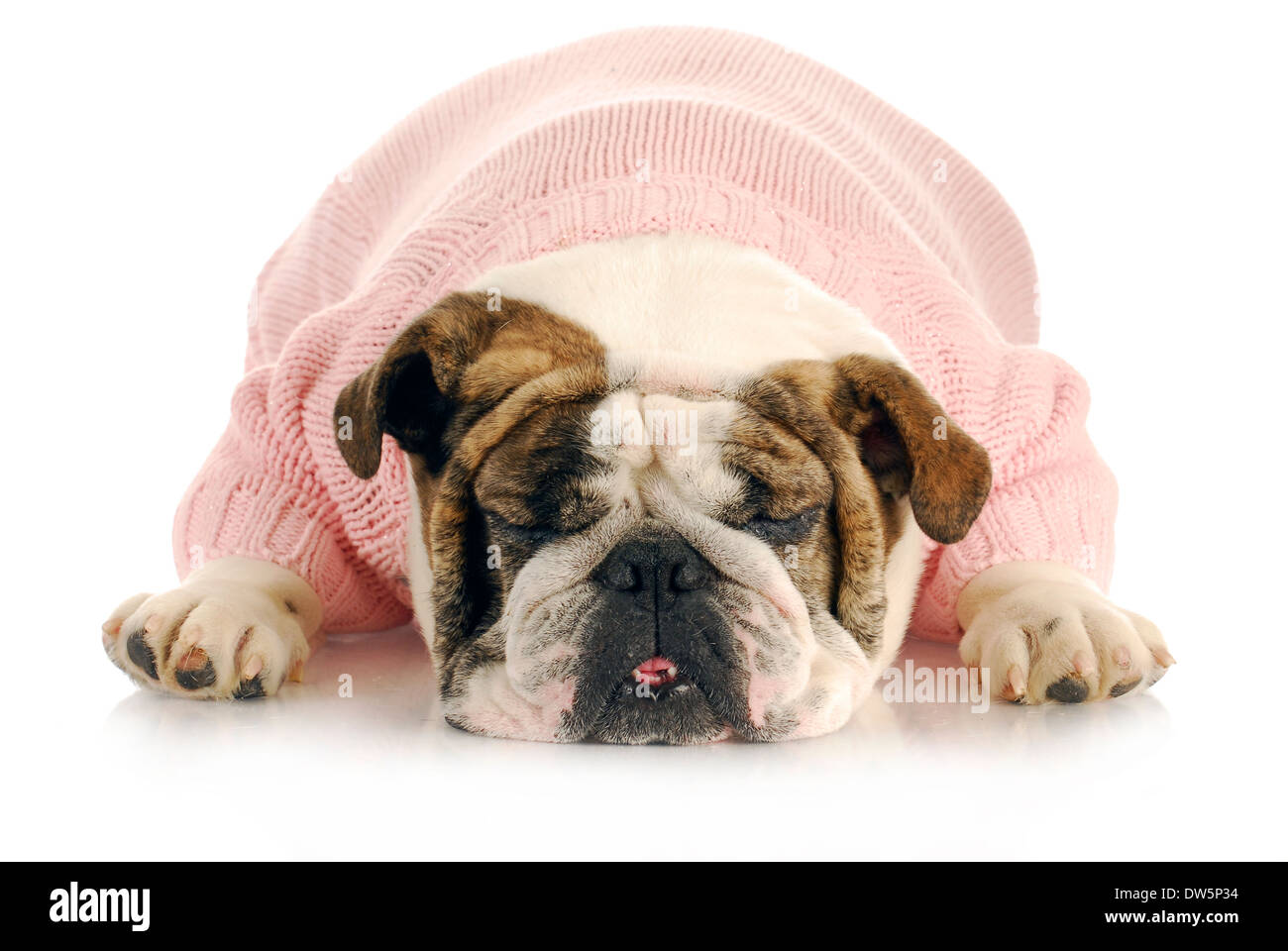 female bulldog wearing pink sweater sleeping on white background Stock Photo