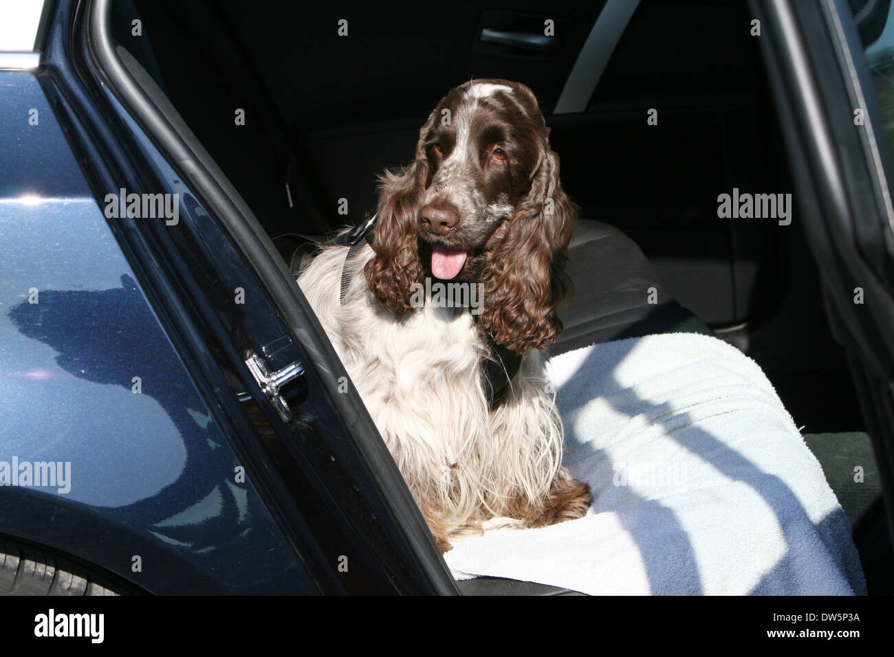 Dog English Cocker Spaniel / adult dog sitting on the back seat of a