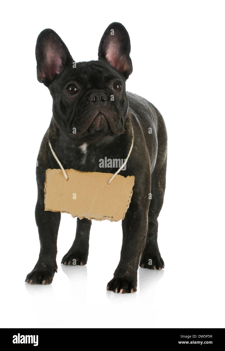 Support Téléphone Portable Figurines Bouledogue Français – frenchie Shop