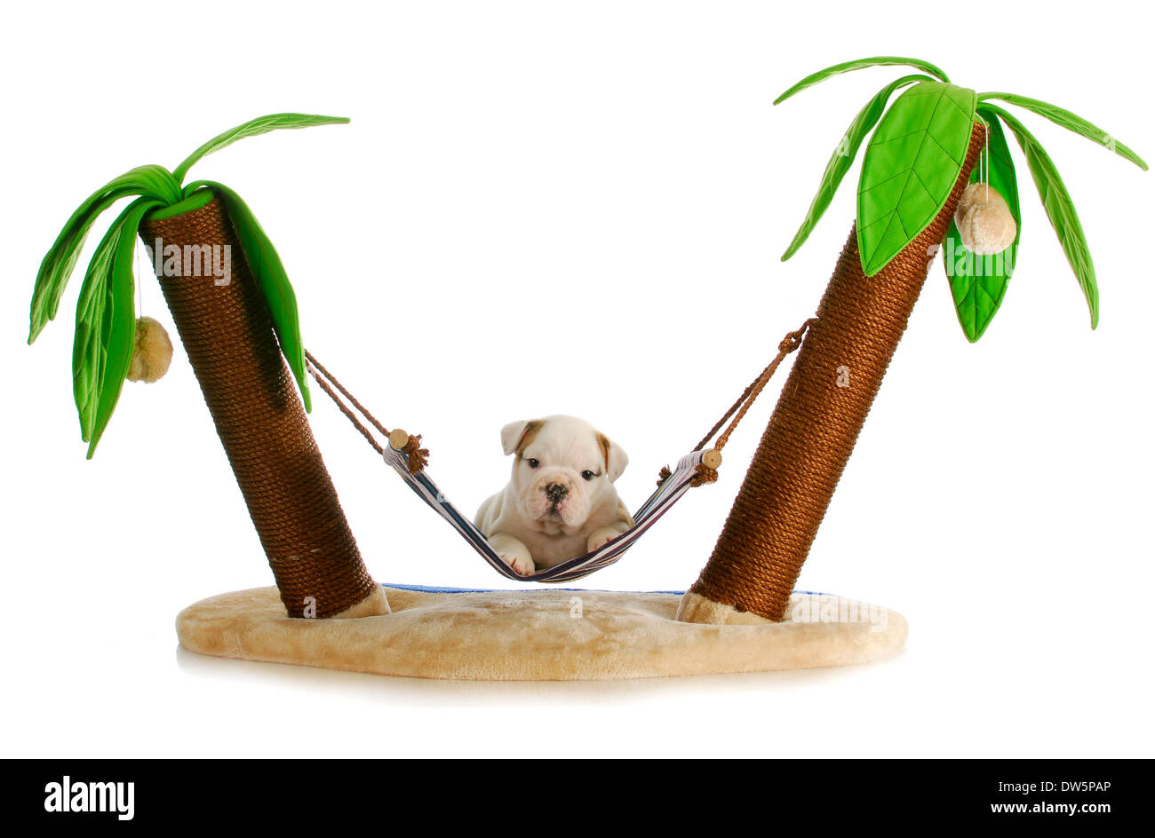 puppy on holidays - english bulldog puppy laying in hammock between two palm trees on white background Stock Photo
