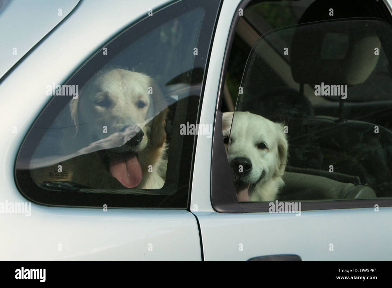 Dog Golden Retriever / two adults in a car looking out window Stock Photo