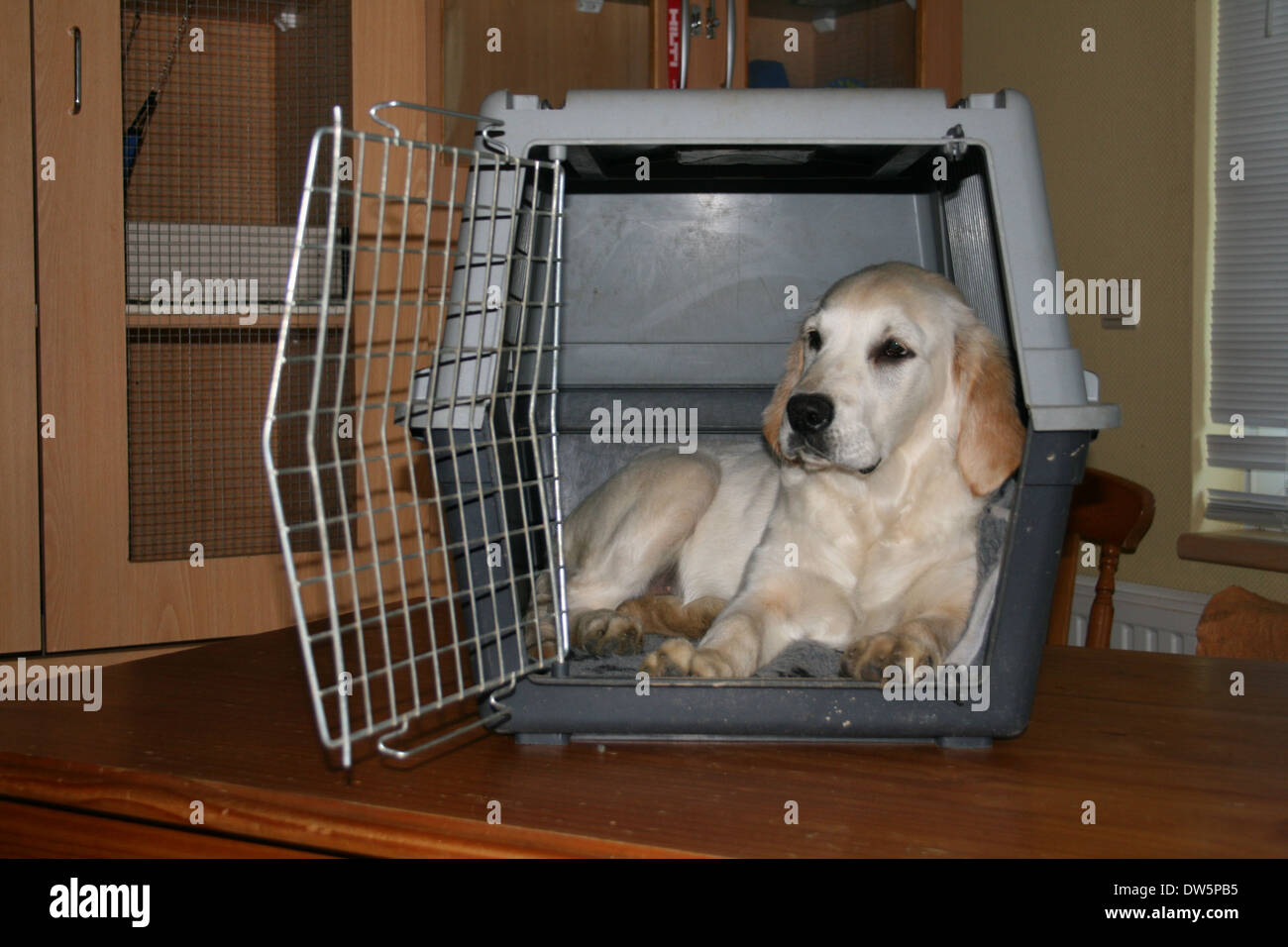 Dog Golden Retriever / puppy lying in a travel cage Stock Photo Alamy