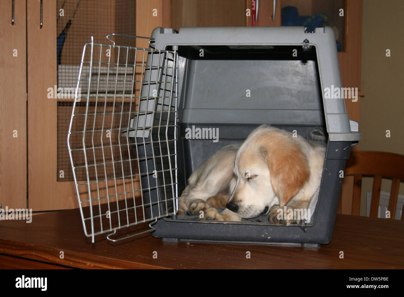 Dog Golden Retriever / puppy sleeping in a travel cage Stock Photo - Alamy