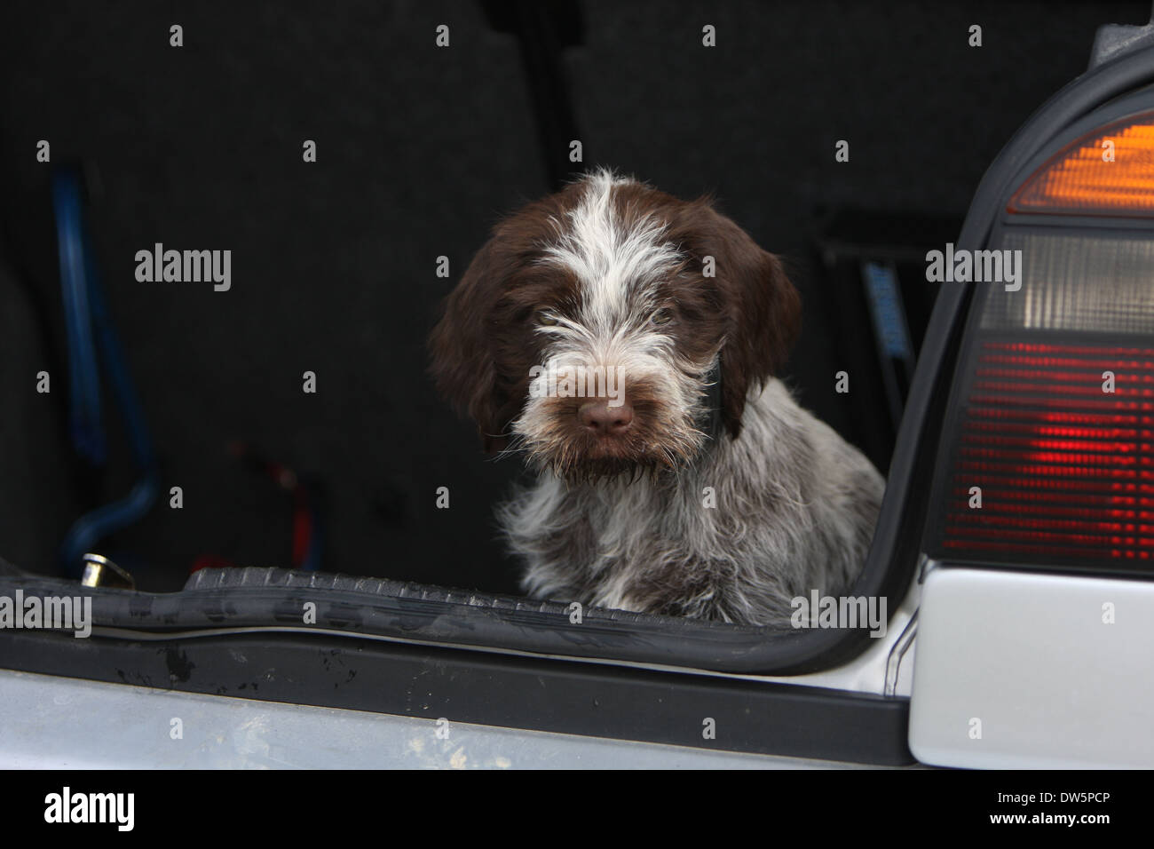 Dog Wirehaired Pointing Griffon Korthals Griffon Puppy In The Trunk dog-wirehaired-pointing-griffon-korthals-griffon-puppy-in-the-trunk