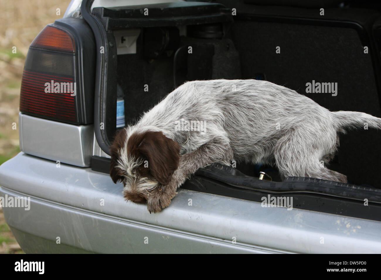 Dog Wirehaired Pointing Griffon Korthals Griffon Puppy In The Trunk dog-wirehaired-pointing-griffon-korthals-griffon-puppy-in-the-trunk