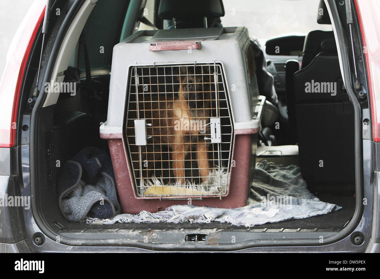 Dog Belgian shepherd Laekenois  / puppy traveling in a cage in the trunk of the car Stock Photo