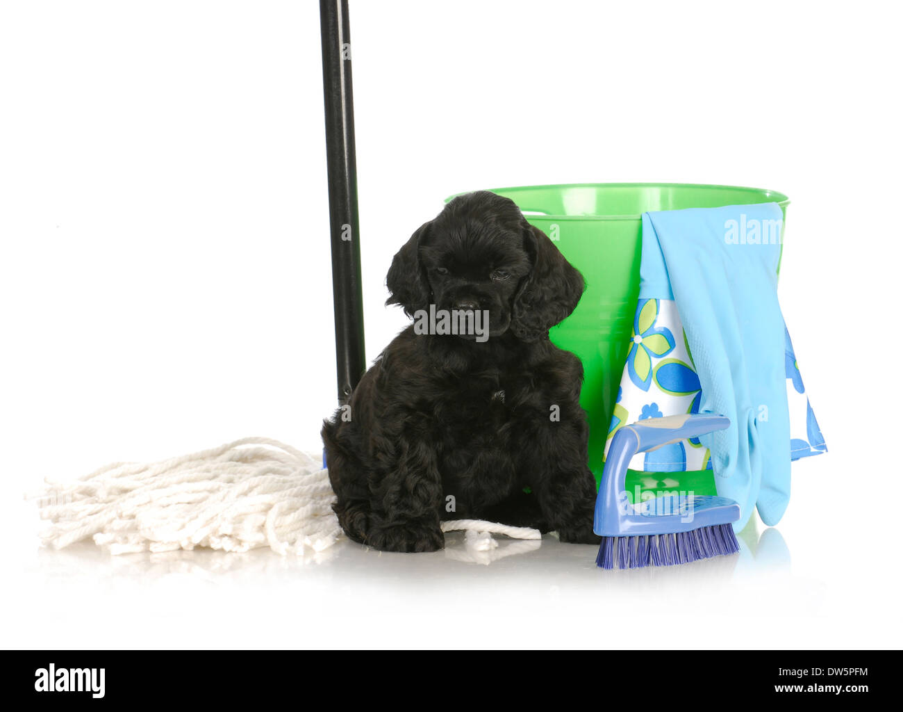 cleaning up after new puppy american cocker spaniel sitting beside