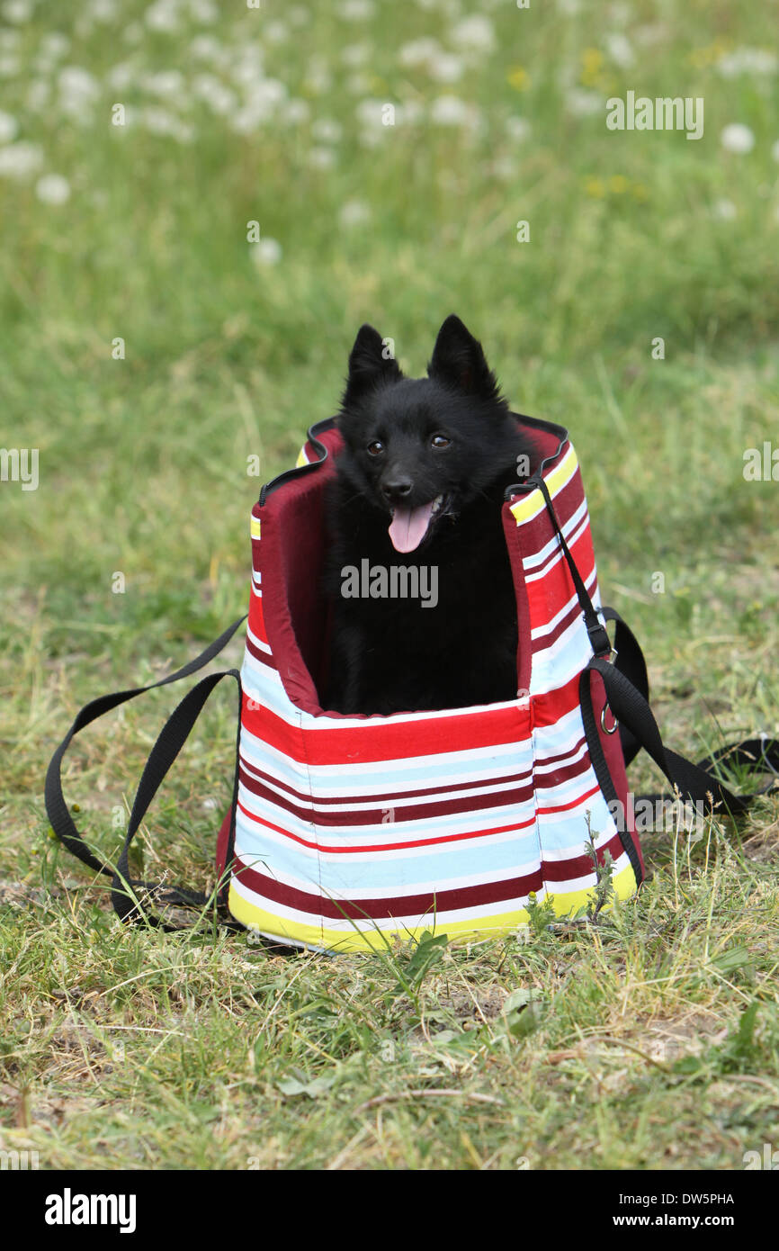 Schipperke Shoulder Bag Schipperke Shoulder Bag