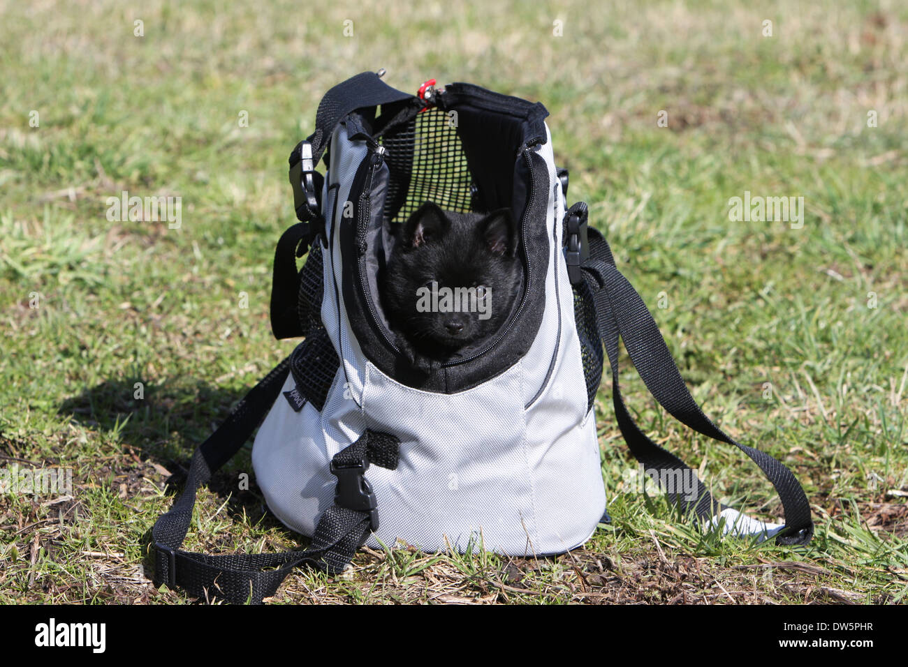 Puppy Schipperke dog in a carry bag Stock Photo Alamy