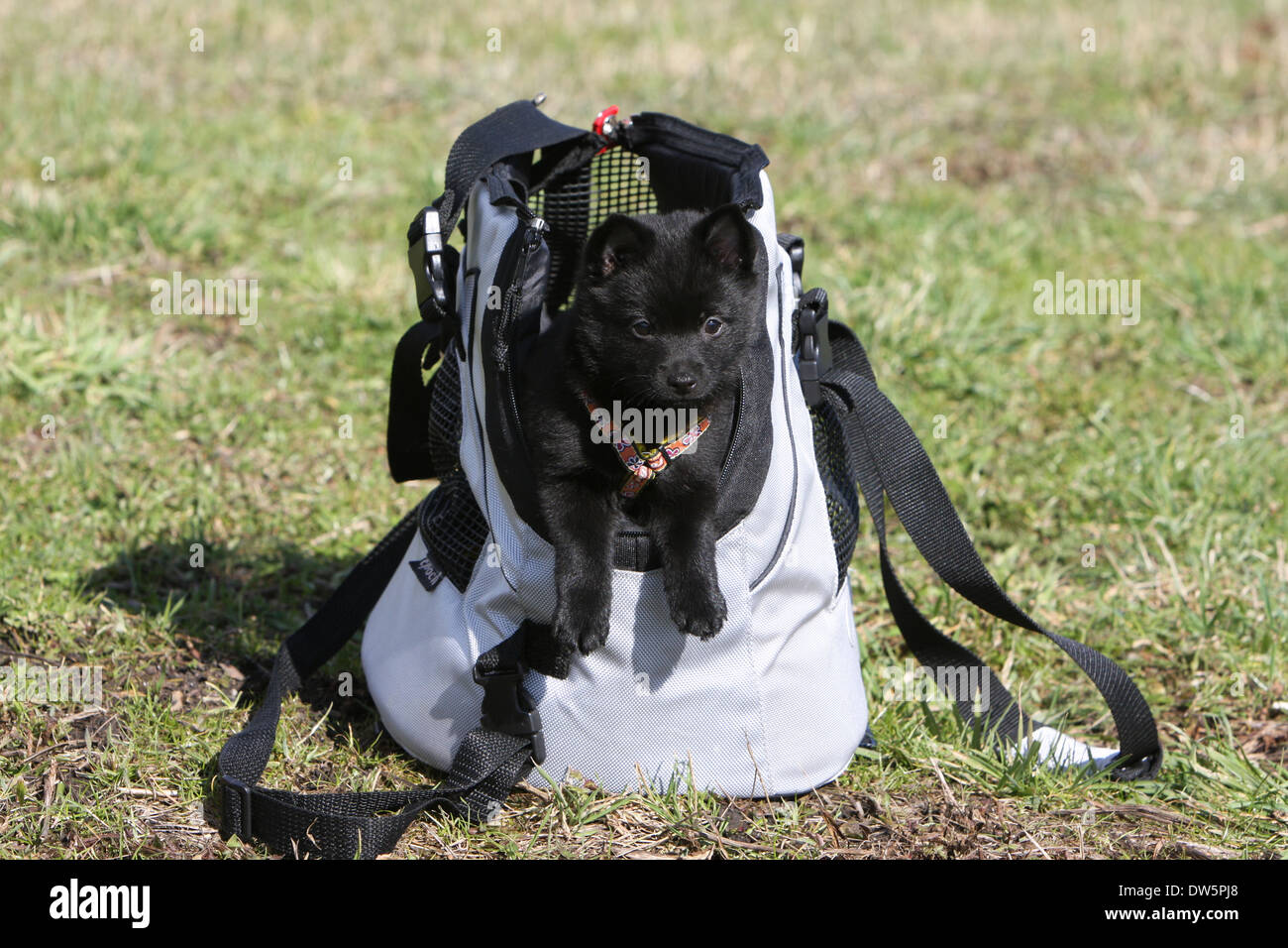 Puppy Schipperke dog in a carry bag Stock Photo Alamy