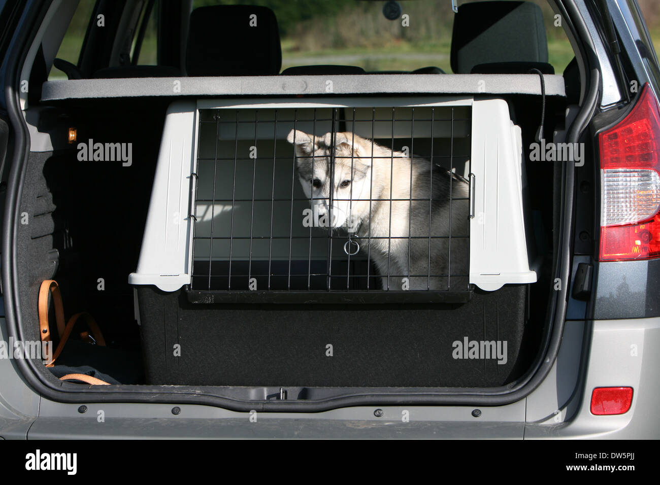 Dog Alaskan Malamute / puppy traveling in a cage in the trunk of the car Stock Photo