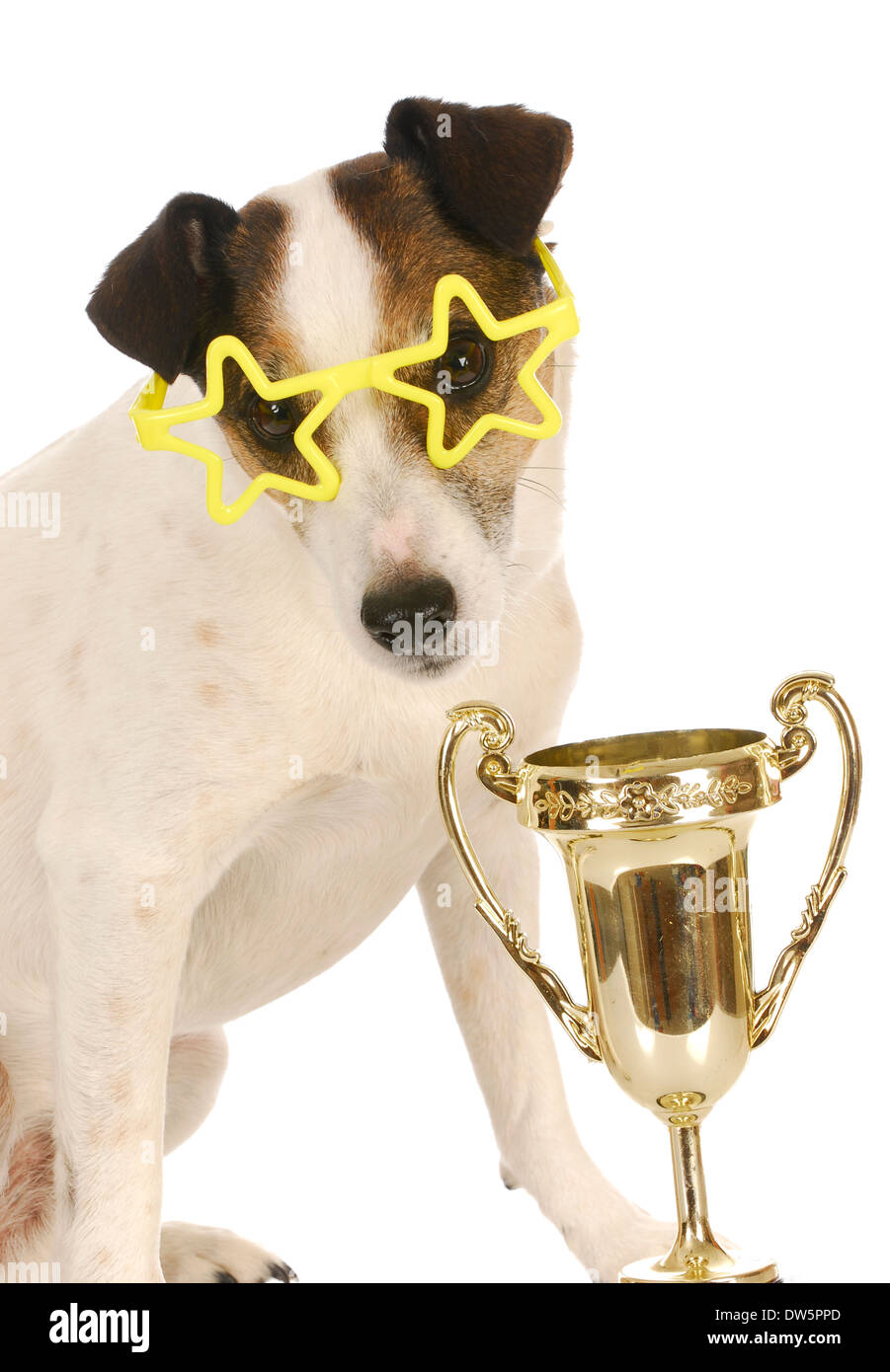 champion dog - jack russell terrier wearing star shaped glasses sitting beside trophy Stock Photo