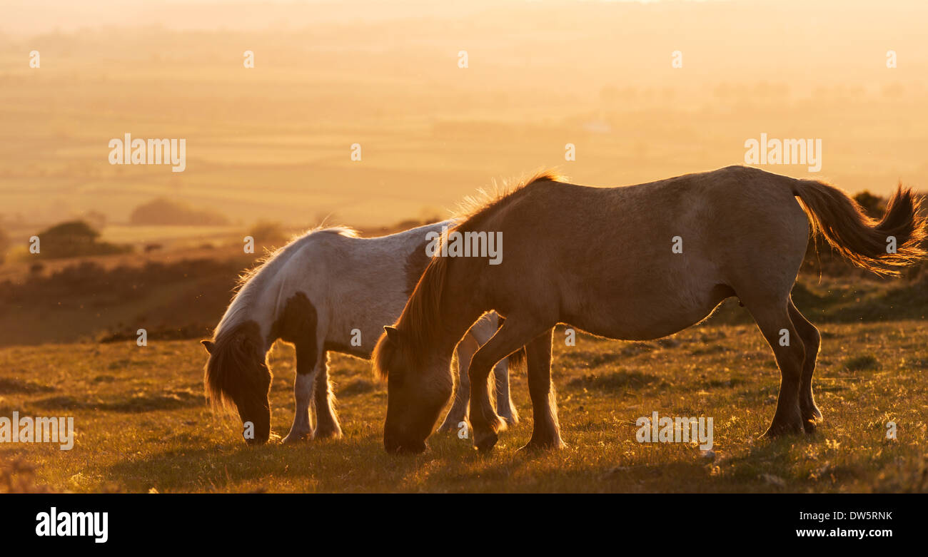 Dartmoor ponies grazing on moorland, Dartmoor National Park, Devon