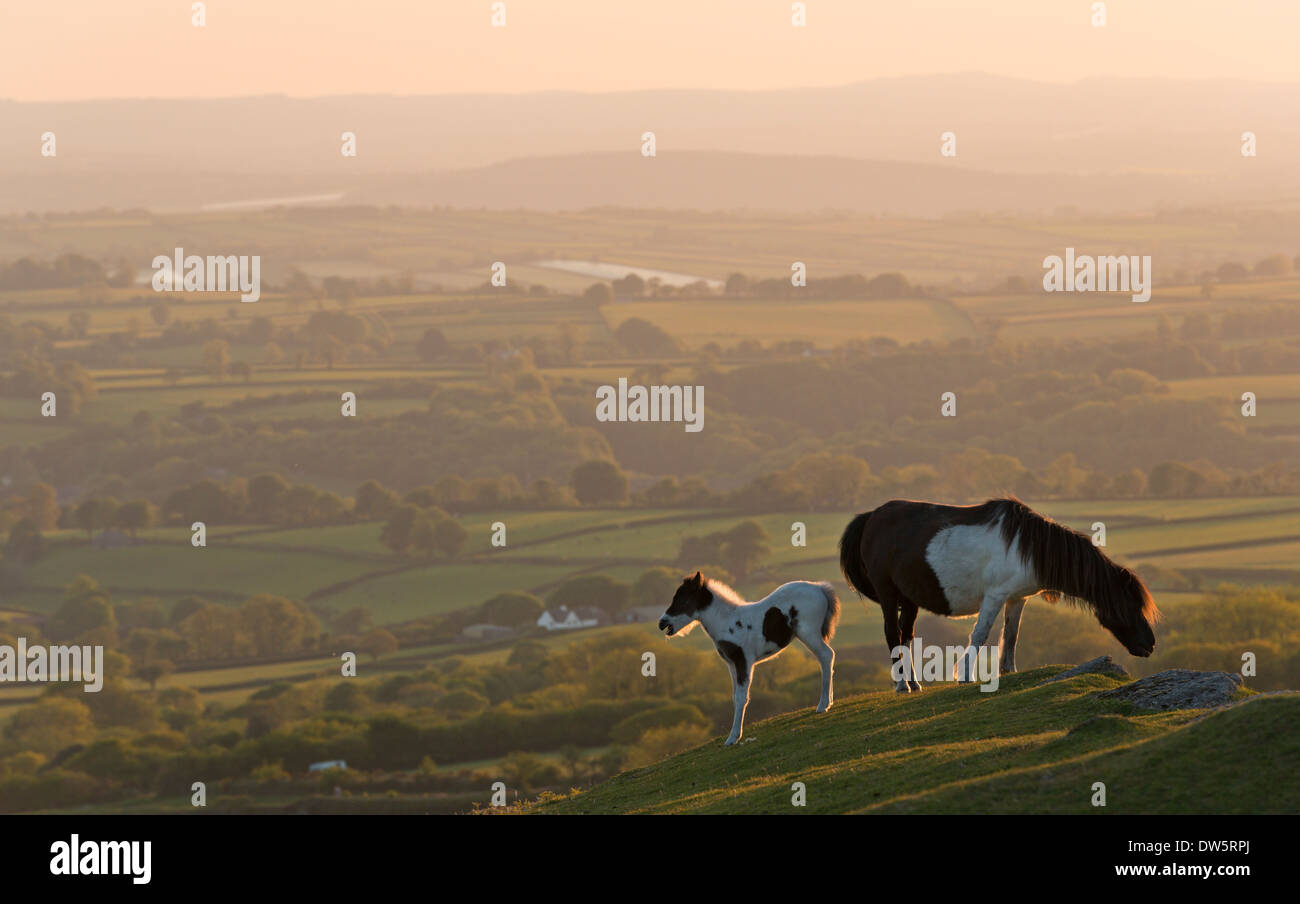 Dartmoor pony and foal grazing on moorland, backed by rolling Devon