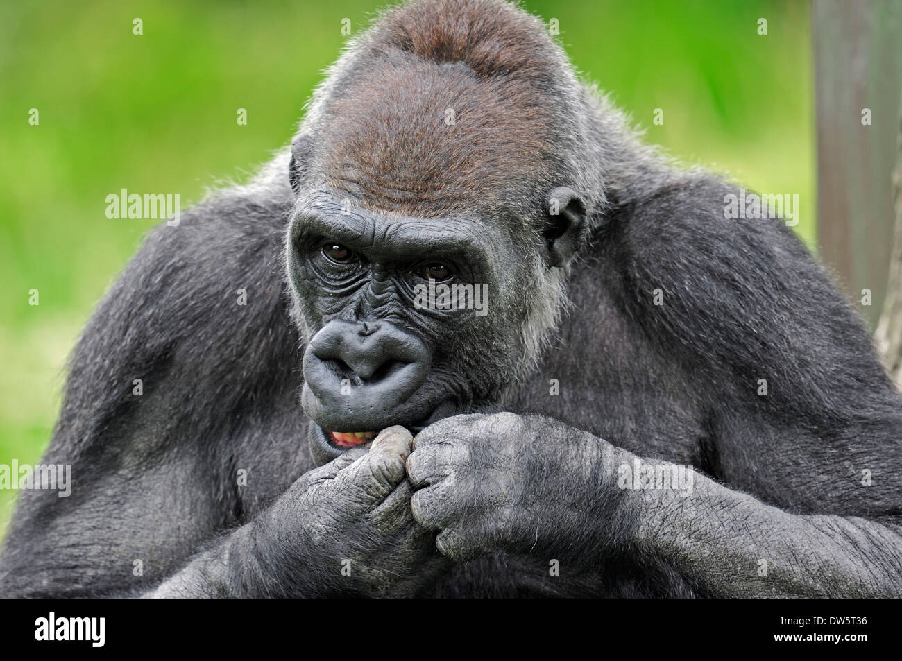 Western Lowland Gorilla (Gorilla gorilla gorilla), male Stock Photo