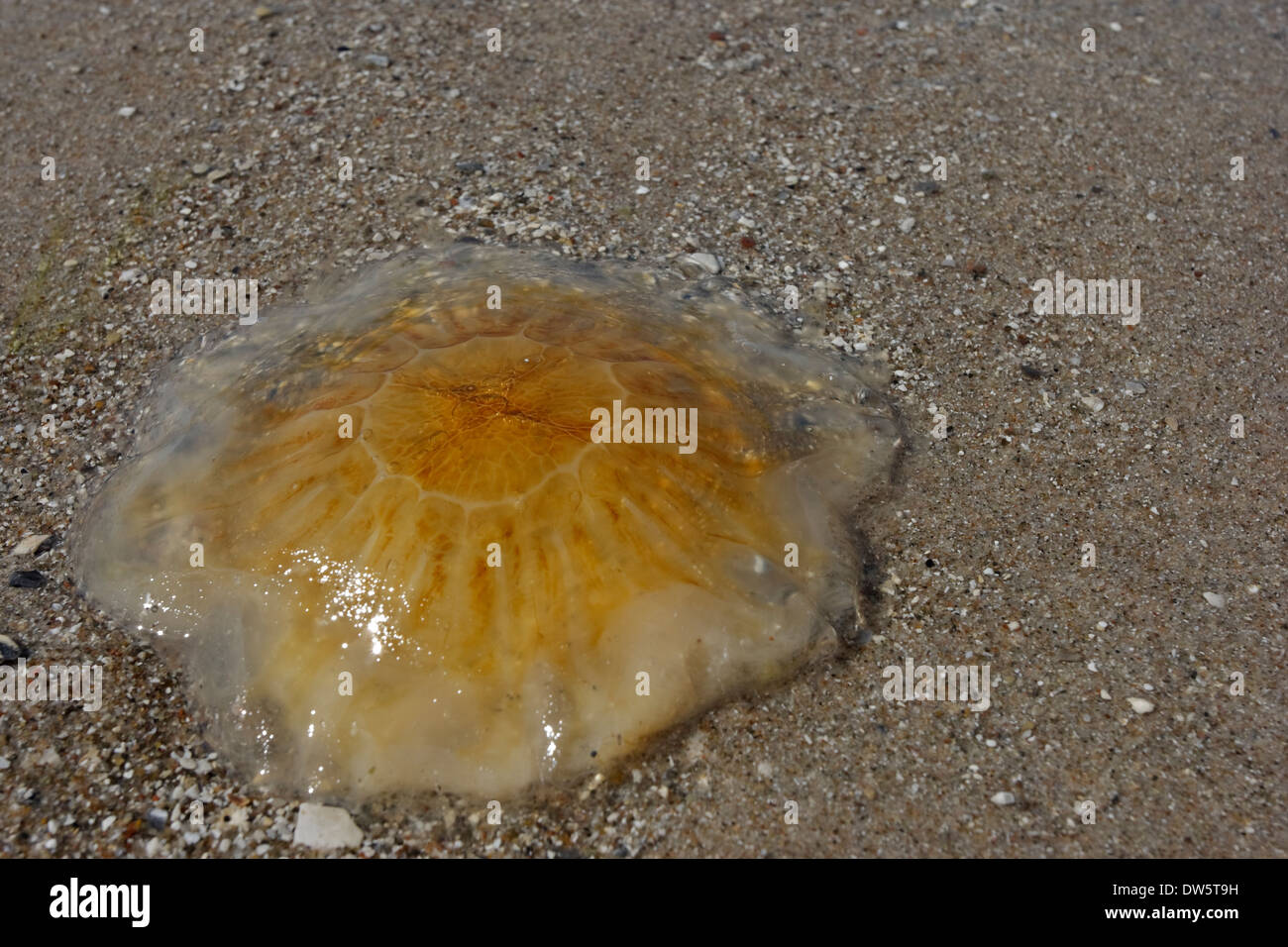Sea nettle (Cyanea capillata) on the beach, Kattegat Rørvig Zealand Denmark Stock Photo