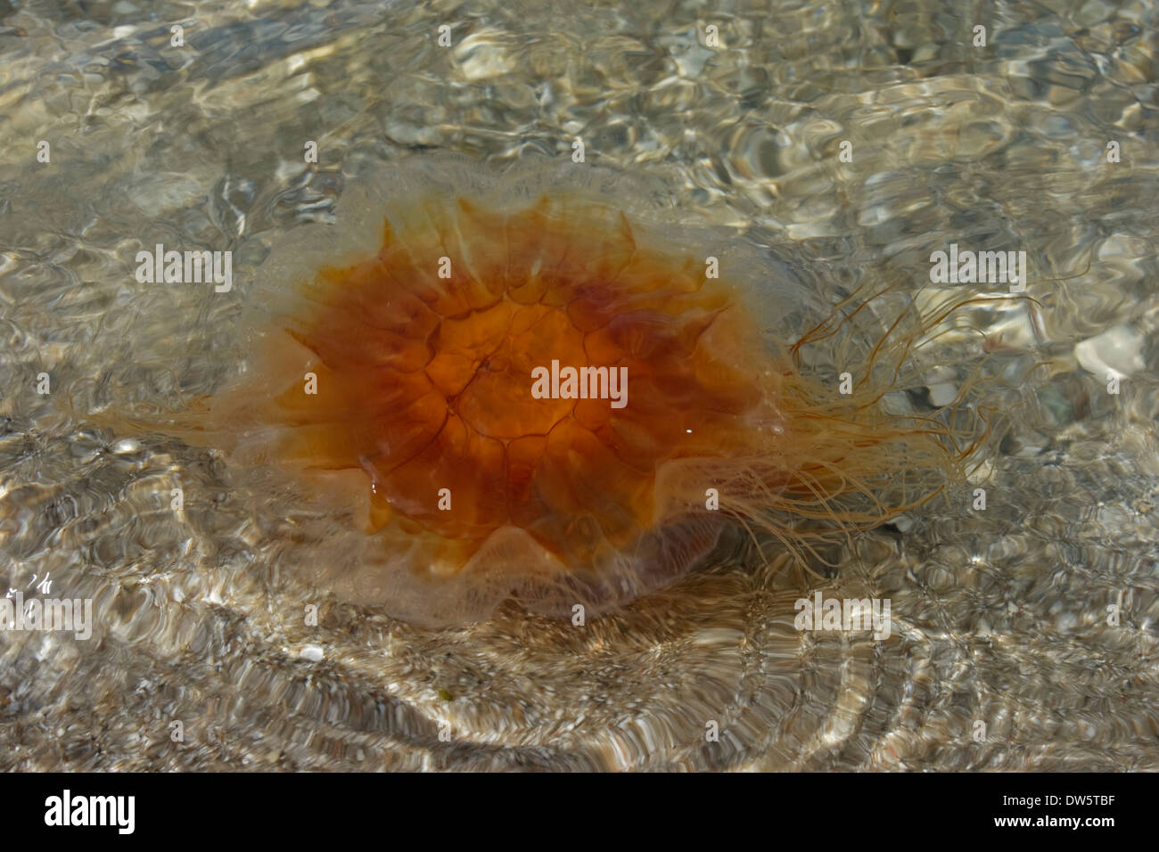 Sea nettle (Cyanea capillata) on the beach, Kattegat Rørvig Zealand Denmark Stock Photo